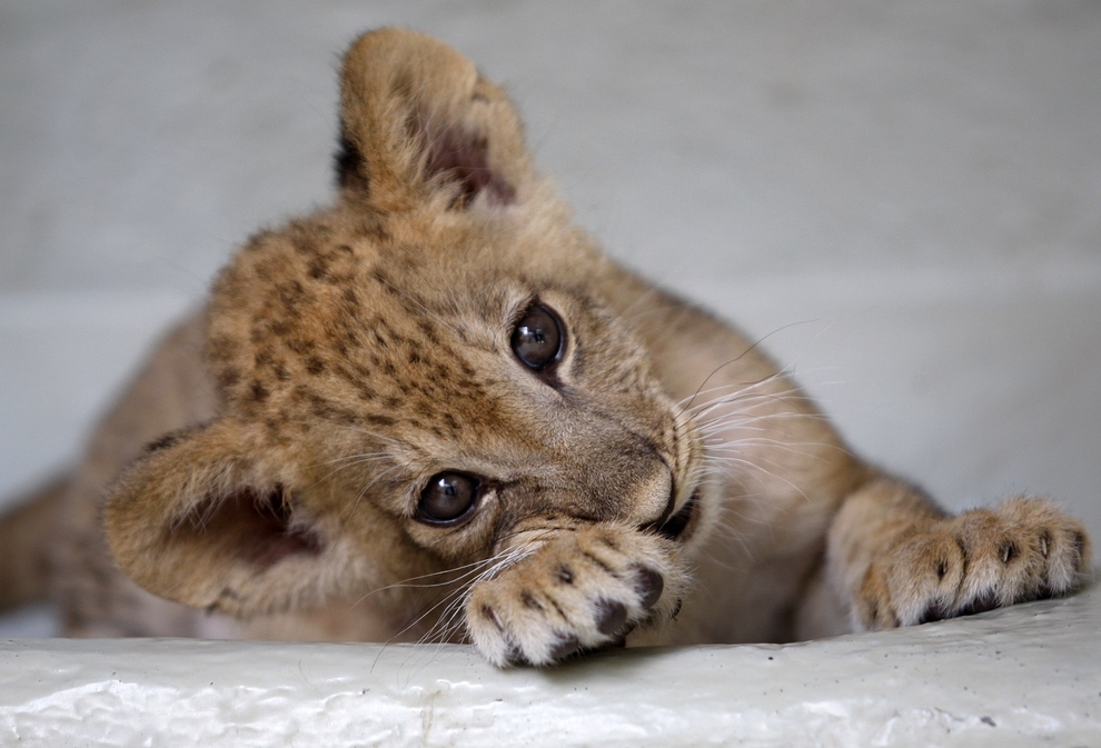Best Cute Animals Ideas On Pinterest Adorable Animals Cute