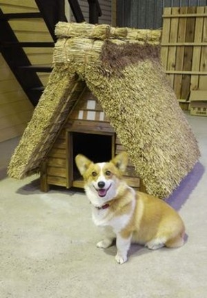 doghouse