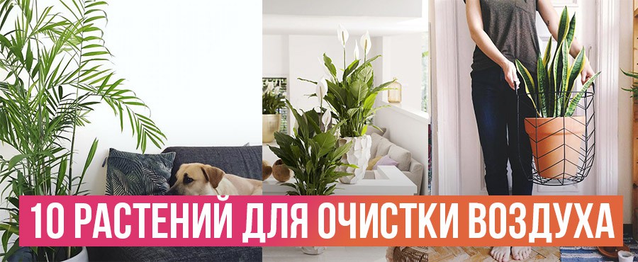10 Лучших комнатных растений, по мнению НАСА, для очистки воздуха