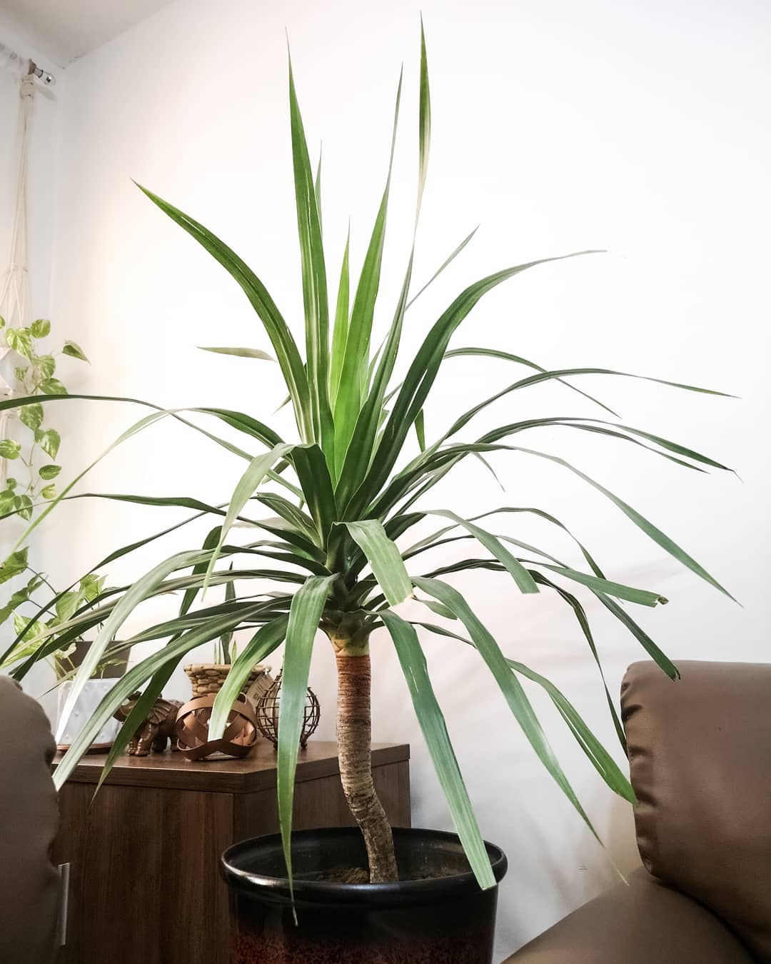 9 Огромных комнатных растений для создания живого акцента в интерьере