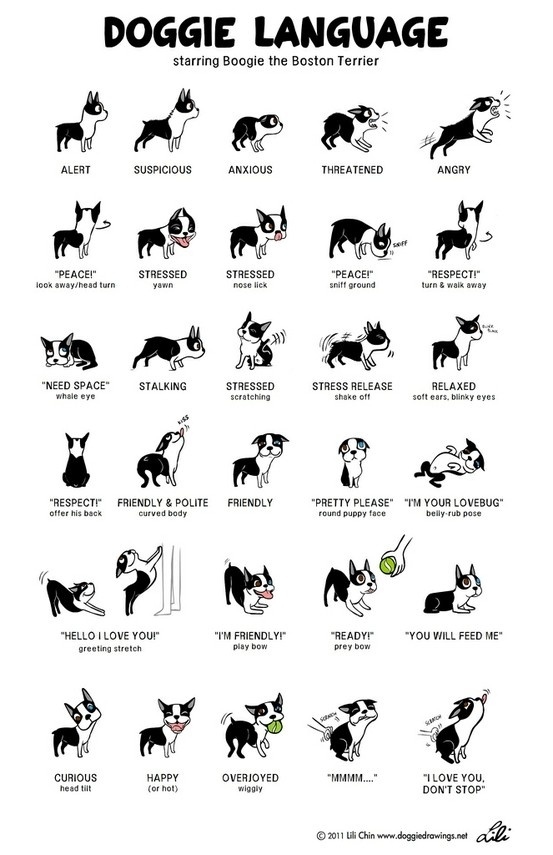 33 Блестящих совета для владельцев собак