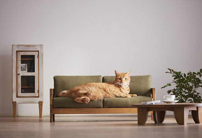 Современаая коллекция мебели для кошек от японского мастера