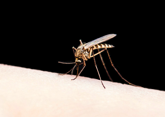12 Растений, которые отпугивают надоедливых комаров