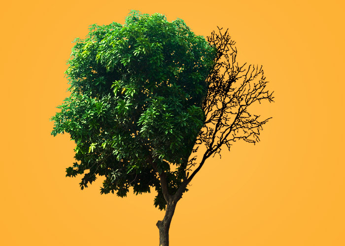 9 Ознак вмираючого дерева, які не можна ігнорувати