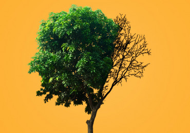 9 Признаков умирающего дерева, которые нельзя игнорировать