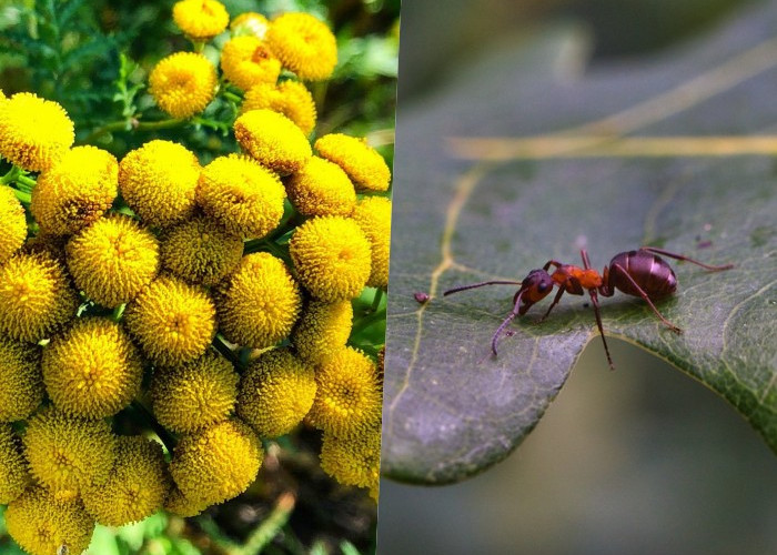 8 Растений, отпугивающих муравьев