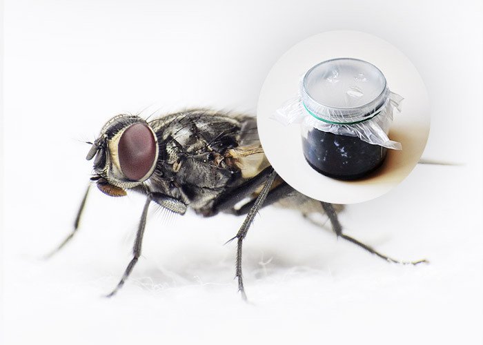 6 Способів позбутися надокучливих мух у домі