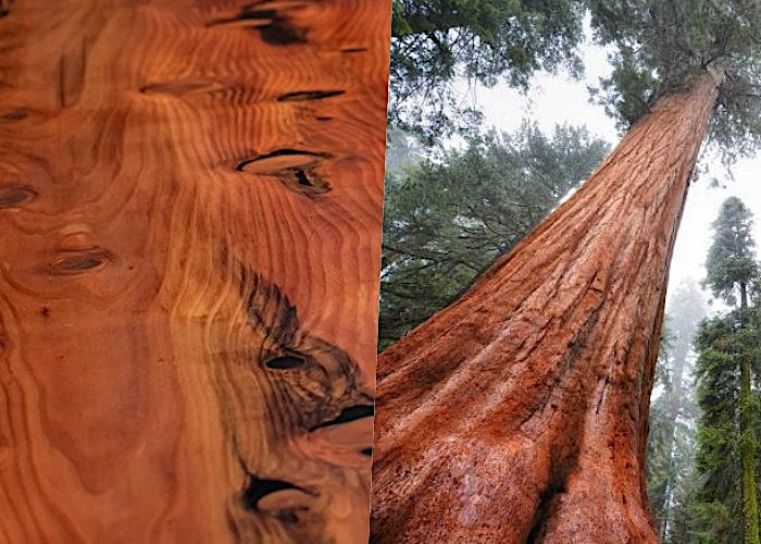 13 Видів деревини - їх властивості та сфера застосування